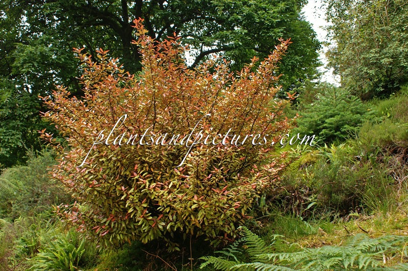 Pseudowintera colorata