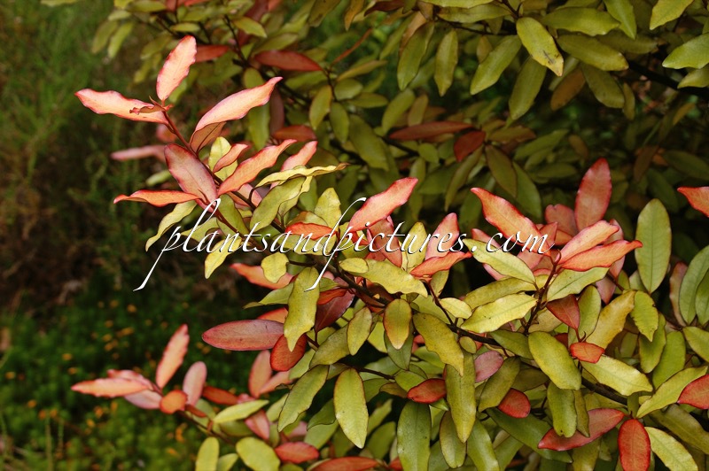 Pseudowintera colorata