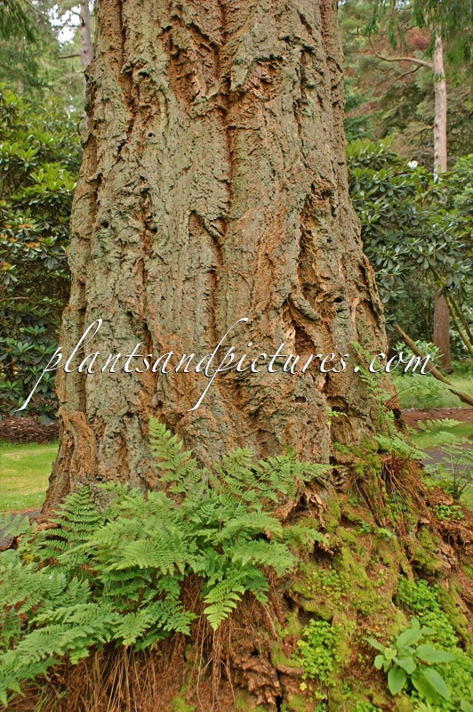 Pseudotsuga menziesii