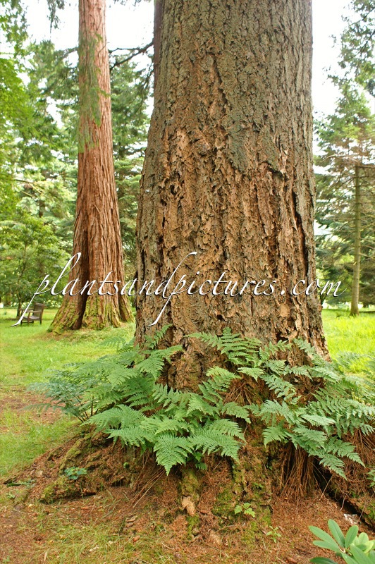 Pseudotsuga menziesii