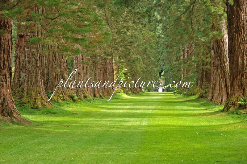 Sequoiadendron giganteum