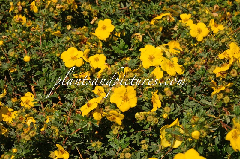 Potentilla fruticosa ‘Goldstar’