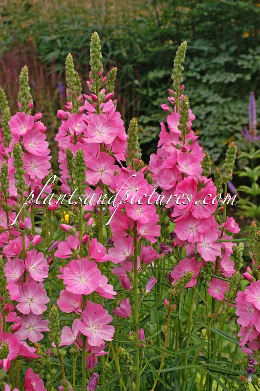 Sidalcea ‘Candy Girl’