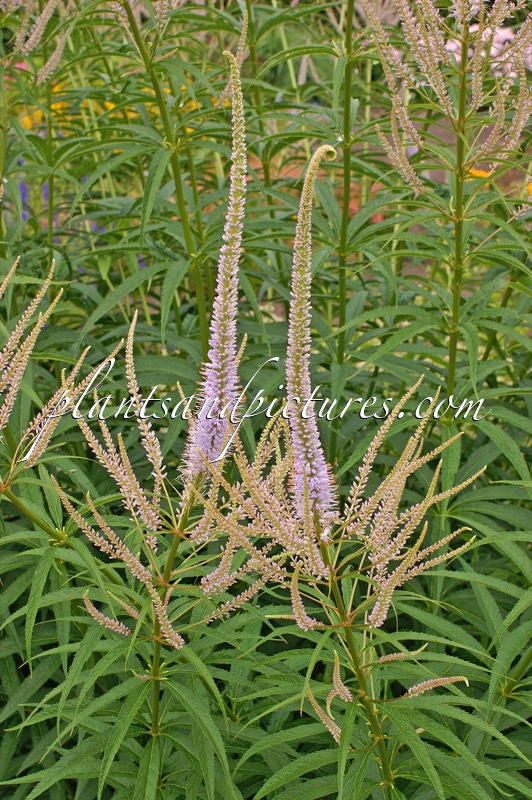 Veronicastrum virginicum ‘Fascination’