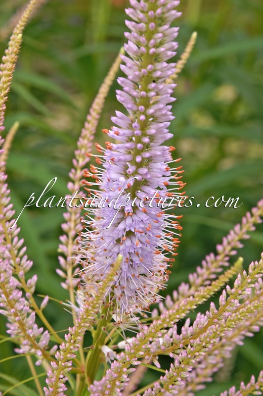 Veronicastrum virginicum ‘Fascination’