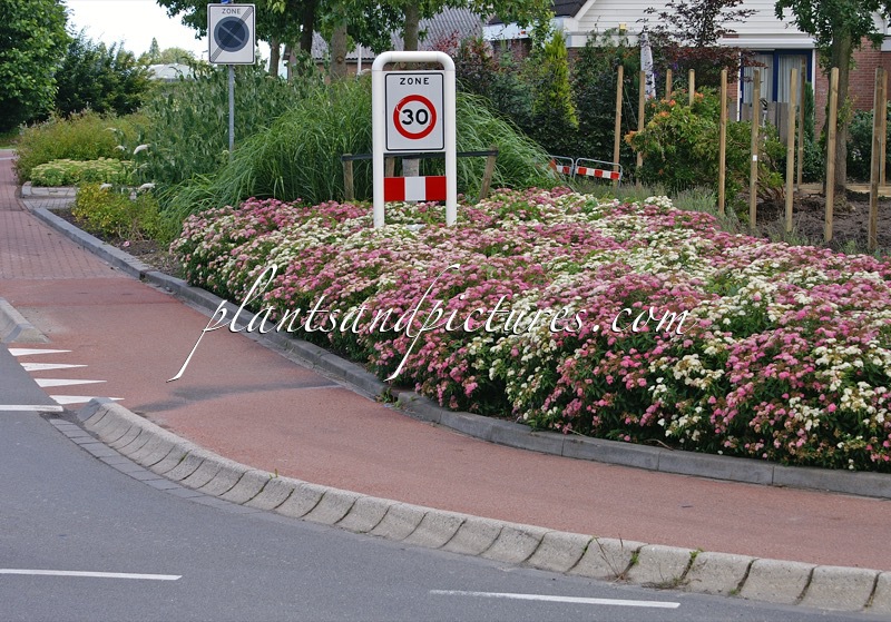 Spiraea japonica ‘Genpei’