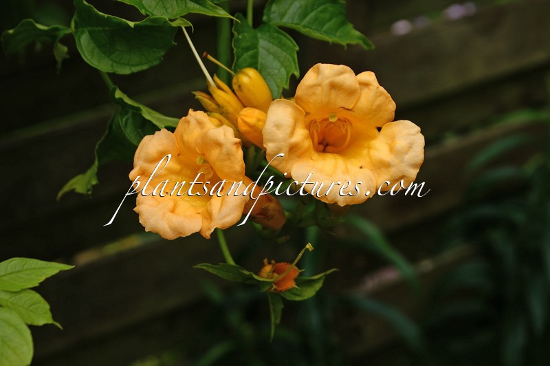 Campsis radicans ‘Flava’