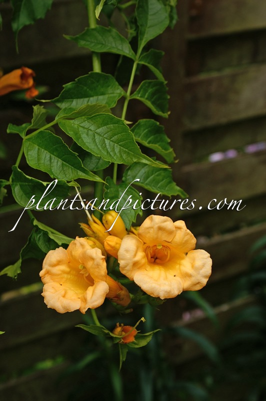Campsis radicans ‘Flava’