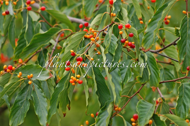 Berchemiella berchemiifolia