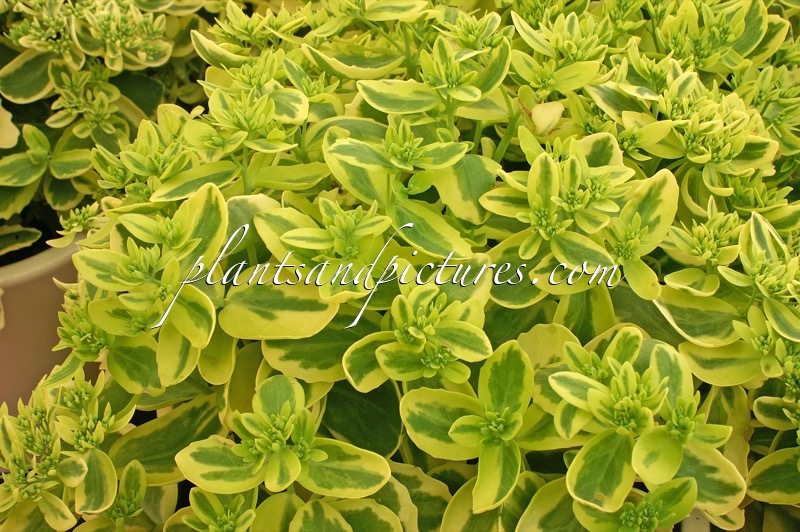 Sedum ‘Elsie’ (ELSIE’S GOLD)