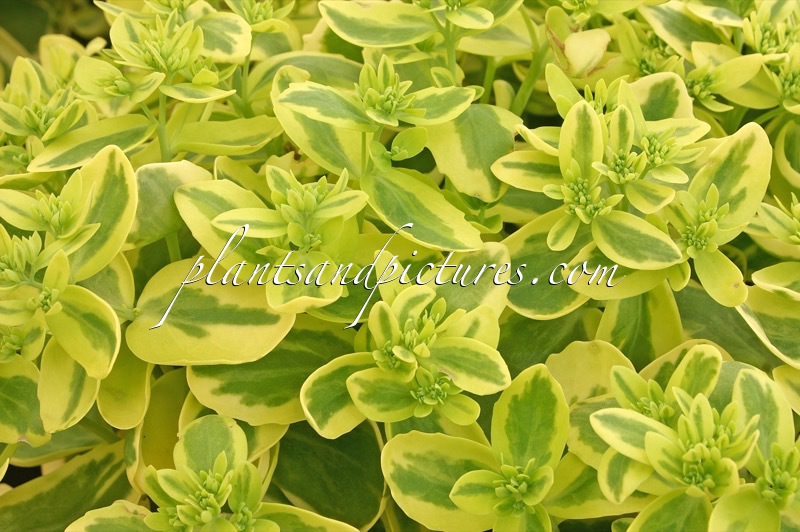 Sedum ‘Elsie’ (ELSIE’S GOLD)