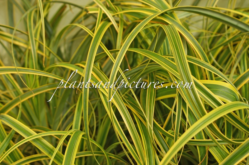 Carex trifida ‘Rekohu Sunrise’
