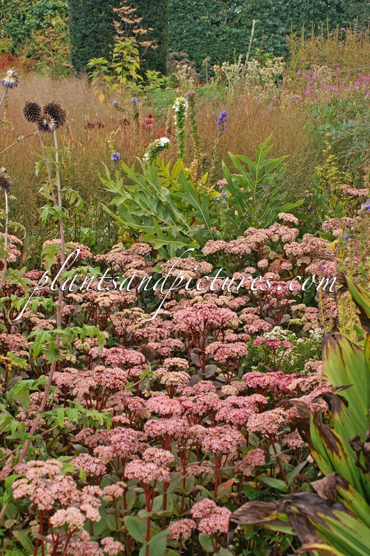 Sedum