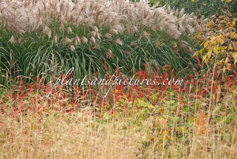 Miscanthus sinensis ‘Kleine Silberspinne’ (+Persicaria bistorta ‘Firedance’)