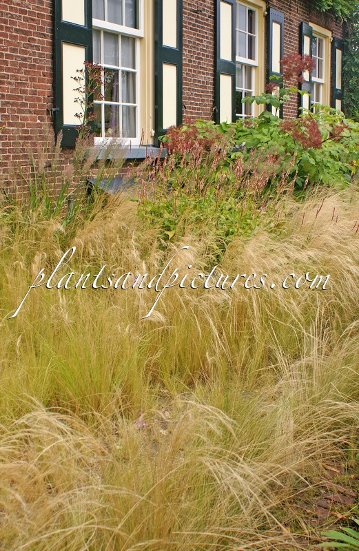 Stipa tenuissima
