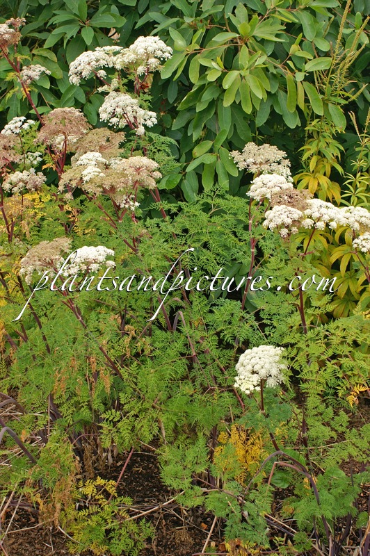 Selinum wallichianum