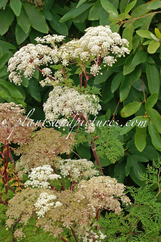 Selinum wallichianum