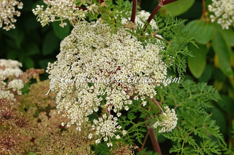 Selinum wallichianum