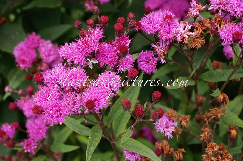 Vernonia crinita ‘Mammuth’