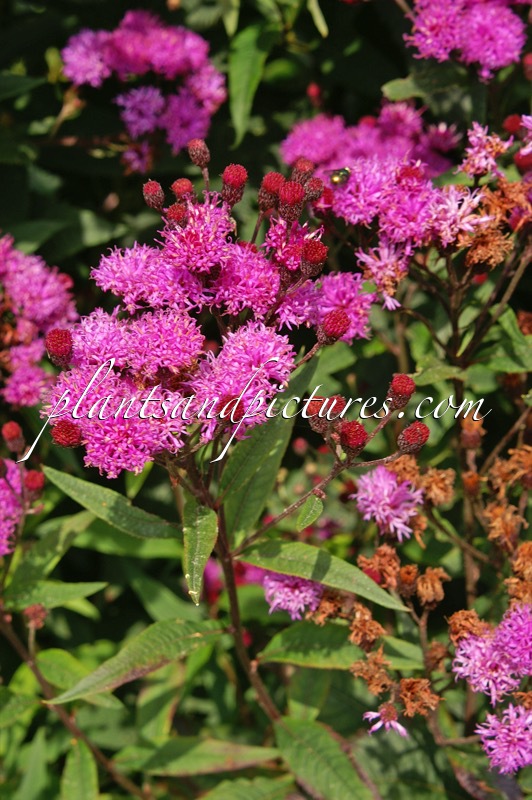 Vernonia crinita ‘Mammuth’