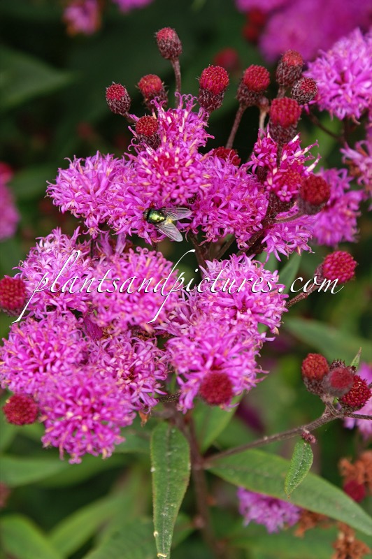 Vernonia crinita ‘Mammuth’