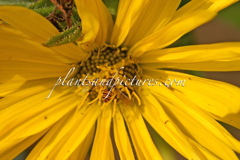 Silphium laciniatum