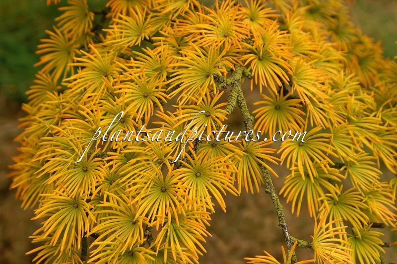 Pseudolarix amabilis