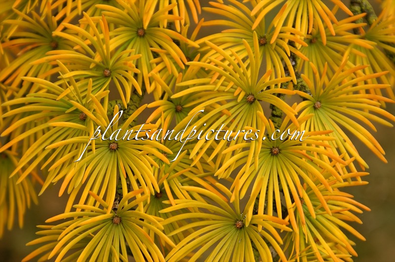 Pseudolarix amabilis