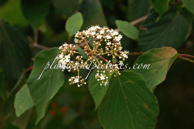 Viburnum hupehense