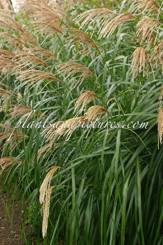 Miscanthus sinensis ‘Silberfeder’