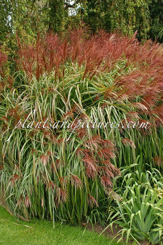 Miscanthus sinensis ‘Rotsilber’