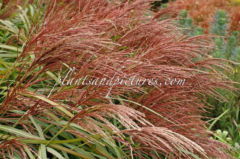 Miscanthus sinensis ‘Rotsilber’