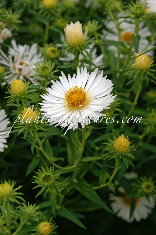 Aster novae-angliae ‘Herbstschnee’