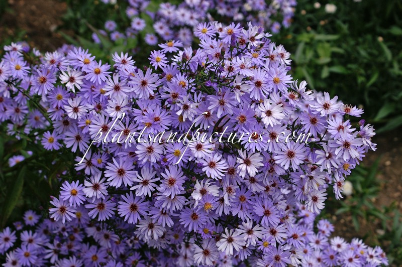 Aster ‘Little Carlow’ (JOLLY JUMPER)