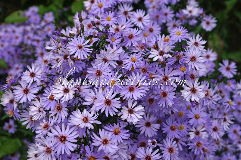 Aster ‘Little Carlow’ (JOLLY JUMPER)