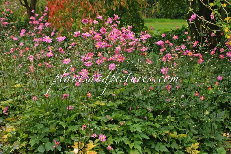 Anemone hupehensis ‘Prinz Heinrich’