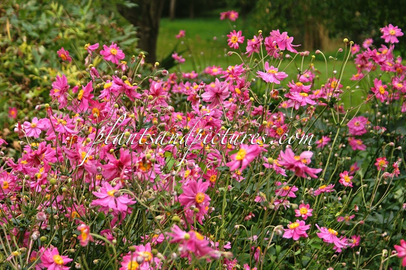 Anemone hupehensis ‘Prinz Heinrich’