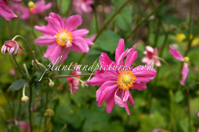 Anemone hupehensis ‘Prinz Heinrich’