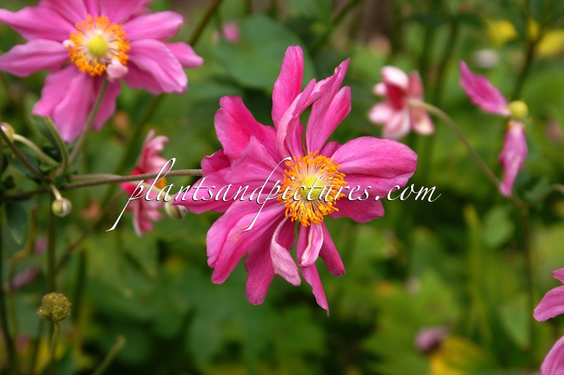 Anemone hupehensis ‘Prinz Heinrich’