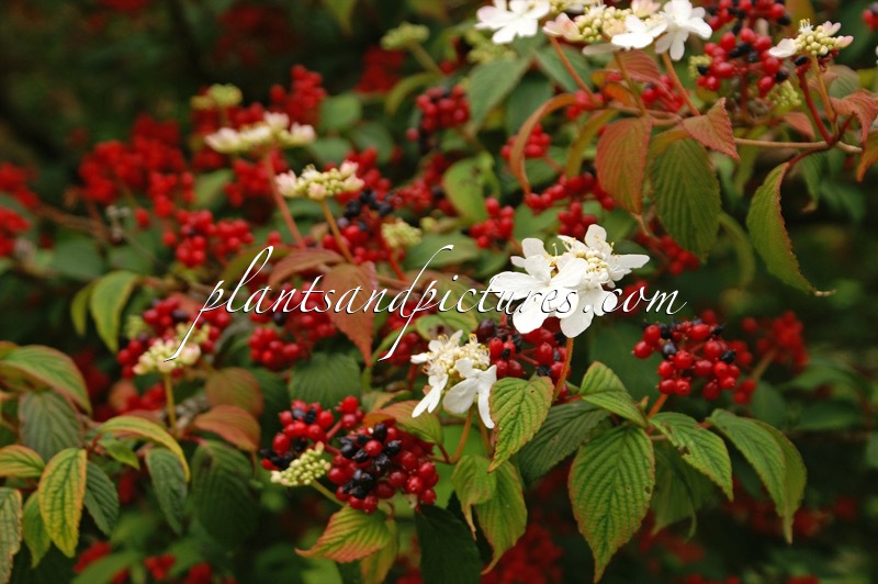 Viburnum plicatum ‘Pink Beauty’