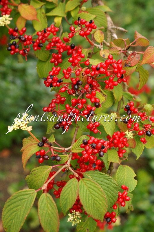 Viburnum plicatum ‘Pink Beauty’