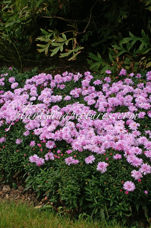 Aster novi-belgii ‘Chatterbox’
