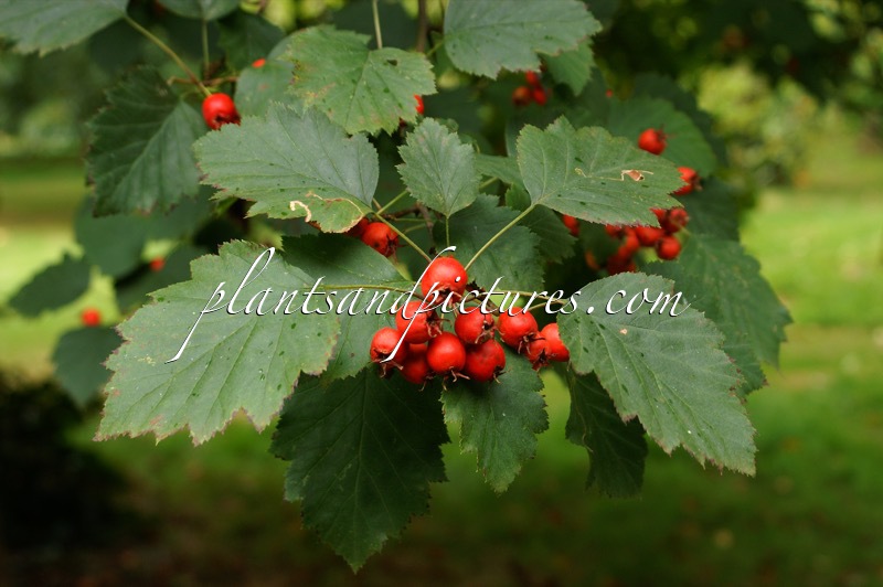 Crataegus coccinea