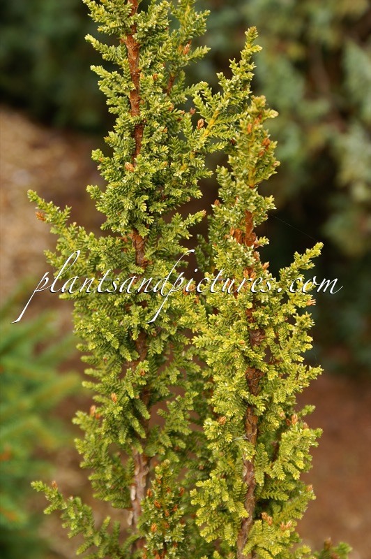 Pilgerodendron uviferum