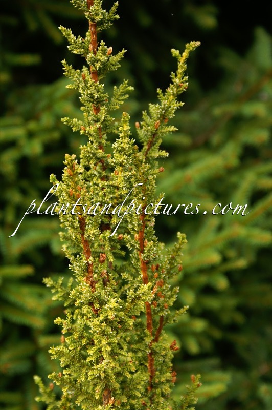 Pilgerodendron uviferum