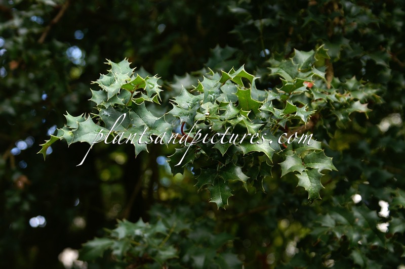 Mahonia trifolia