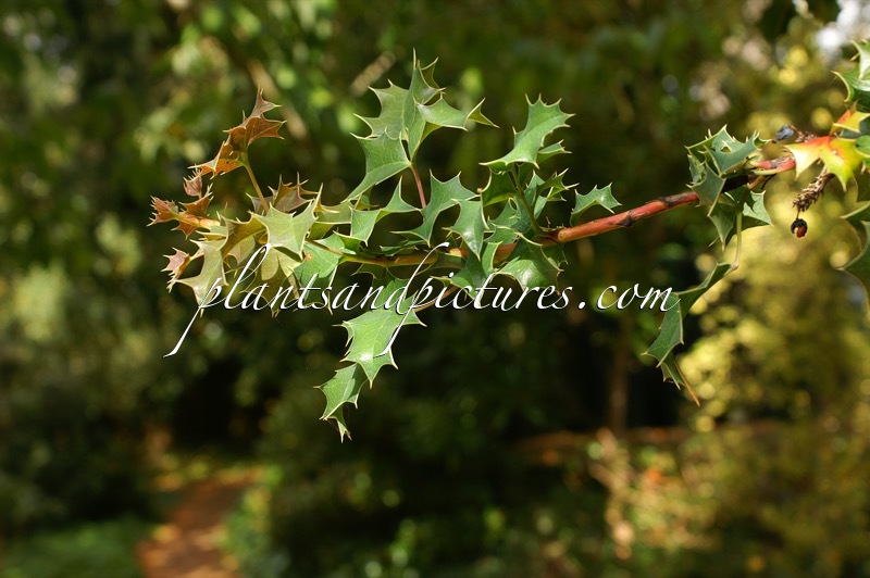 Mahonia trifolia