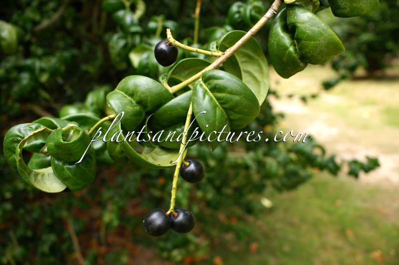 Prunus laurocerasus ‘Camelliifolia’