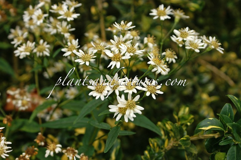 Aster umbellatus