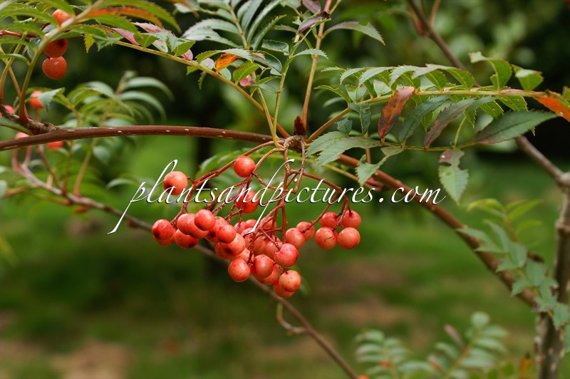 Sorbus ‘Eastern Promise’